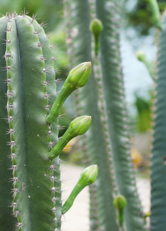cactusの写真素材