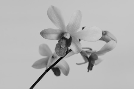 Black and white orchid bouquets の写真素材