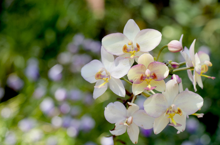 Beautiful white orchids in the garden の写真素材