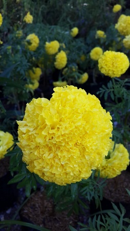 Marigolds flowers in the garden の素材
