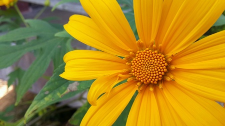 Closeup of a Mexican sunflower weed の素材