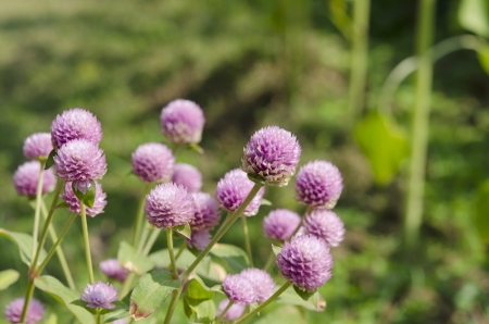 Globe amaranth or Gomphrena globosa flower in the gardenの写真素材