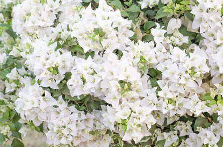 White bougainvilleas on nature background.の写真素材