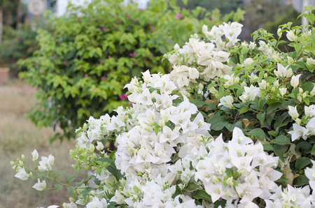 White bougainvilleas on nature background.の写真素材