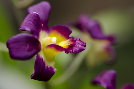 Close up of a pink orchids.の写真素材