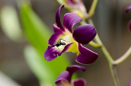 Close up of a pink orchids.の写真素材