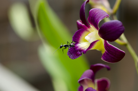 Close up of a pink orchids.の写真素材