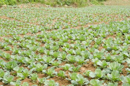 Green cabbage ornamental.の写真素材