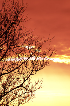 Tree silhouette on sunset.の写真素材
