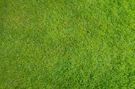 green grassの写真素材