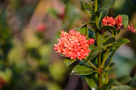 Red ixoraの写真素材