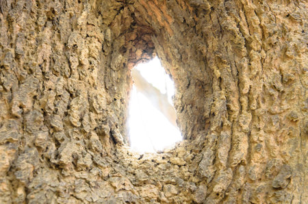 Hole through the center of the tree の写真素材