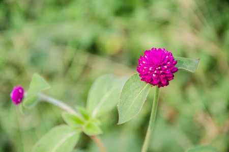 Pink flowersの写真素材