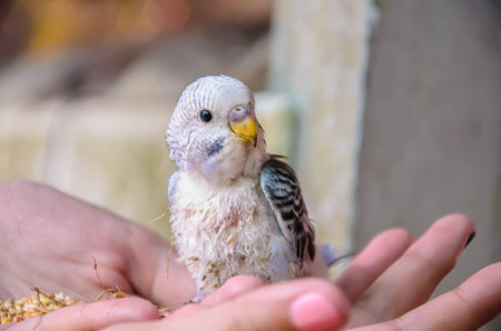 A little budgeriegar on the human hands