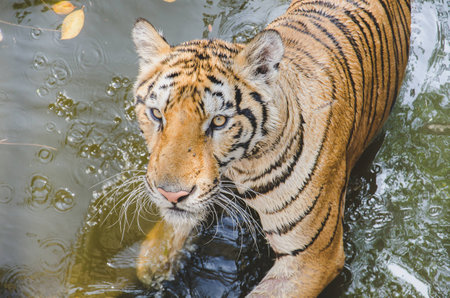 Bengal tiger is in a water