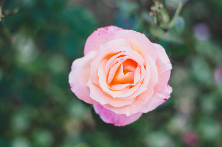 Pink flower for card backgroundの写真素材