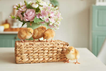 Easter eggs and chickens with flowers. Easter Greeting Card Template. Happy easter concept. Copy...