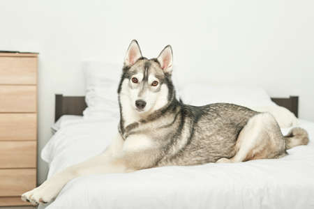 Husky dog ââlying on a white bed at homeの写真素材
