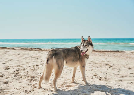 Husky dog on beach. Tourism and vacation on ocean. Family vacation in summer. Vacation at sea with...
