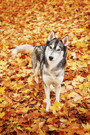 Husky dog â€‹â€‹in the park in autumn, dog for the calendar