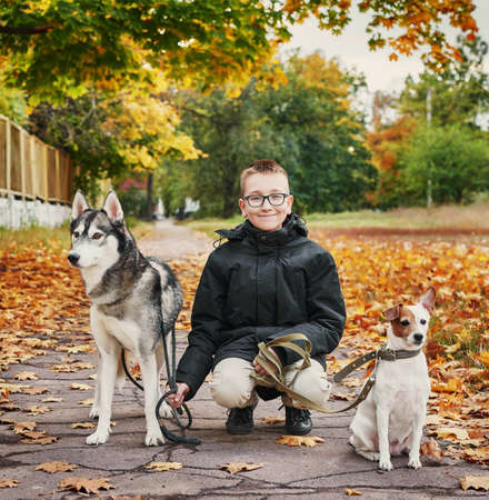 child boy with husky dogs and jack russell terrier walks in the park in autumn