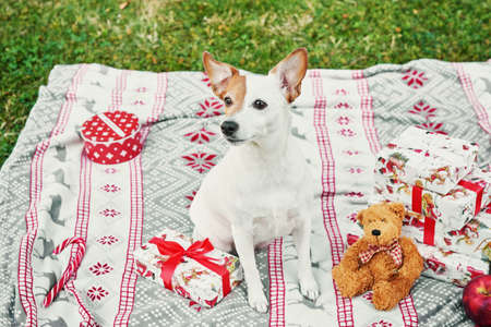 Christmas dog Jack Russell Terrier. Winter holidays and animal concept. Merry Christmas and Happy...