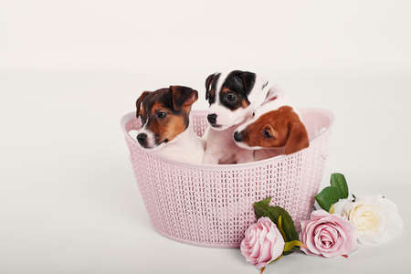 Flower card mockup. Flowers composition. Mother's Day, Valentine's Day, February 14th, birthday. Copy space. Congratulatory template. Wedding invitation. Flat lay. Dog jack russell terrierの写真素材