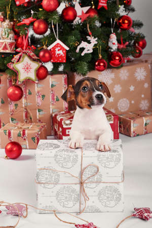 Puppies dog jack russell terrier. Christmas decorations with lights background. Happy New Year! Christmas greeting card. Winter card template. Xmas concept. Holiday Banner. Feast of Nativity.の写真素材