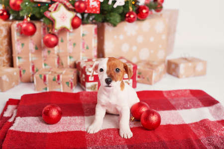 Puppies dog jack russell terrier. Christmas decorations with lights background. Happy New Year! Christmas greeting card. Winter card template. Xmas concept. Holiday Banner. Feast of Nativity.の写真素材