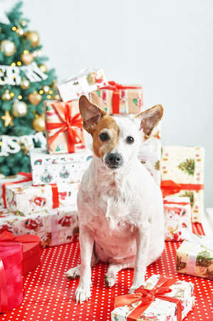 Christmas dog, tree background. Luxury New Year gift. Merry Christmas background with gift box....