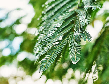 Drops of transparent rain water on green leaf. Beautiful leaf texture in nature. Natural background....