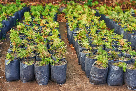 Juniper bushes in plant shop. Nursery of various green spruce plants for gardening. Different seedlings (Chamaecyparis, Thuja, Taxus). large collection of conifers, trees and shrubs in garden center.の写真素材