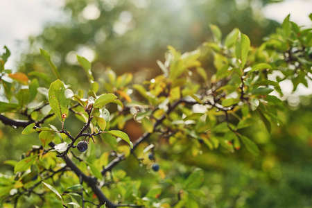 Prunus spinosa, blackthorn or sloe berries background. Fresh blackthorn berries with twig, branch...