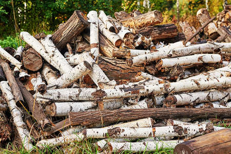 Piled tree logs in forest. Stacks of cut wood. Wood logs, timber logging, industrial destruction. Forests illegal Disappearing. Environmetal concept, illegal deforestation.の写真素材