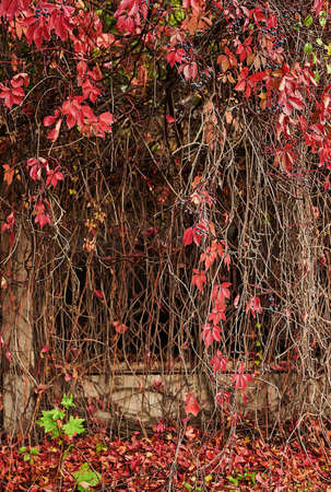 Parthenocissus tricuspidata, 'Vetchii' Boston ivy, Japanese ivy, grape ivy, creeper plant, autumn background. Wild grapes. Fall. Hedera helix. Natural cough remedy, natural medicineの写真素材