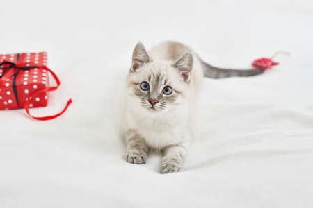 Christmas kitten with gifts. Merry christmas greeting card. New year gift for child. Winter holidays and vacations. Goods for pets, zoo clinic concept. Animal cat with christmas decor.の写真素材