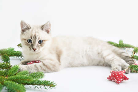 Christmas kitten with gifts. Merry christmas greeting card. New year gift for child. Winter holidays and vacations. Goods for pets, zoo clinic concept. Animal cat with christmas decor.の写真素材