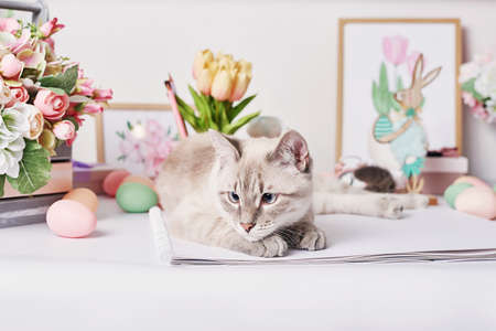 Easter cat with eggs and flowers. Gray kitten sitting on table. Spring greeting card Happy Easter. Easter decor. Watercolor spring paintings. Designer and artist's workplace. Creative spaceの写真素材
