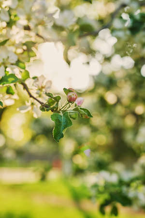 Blooming apple tree background. spring flowers
