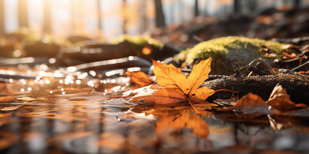 Cozy Autumn backdrop. Falling leaves backdrop. Park, nature, outdoor. Decoration Halloween backgroundの素材