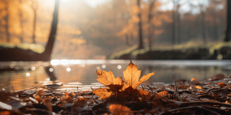 Cozy Autumn backdrop. Falling leaves backdrop. Park, nature, outdoor. Decoration Halloween backgroundの素材