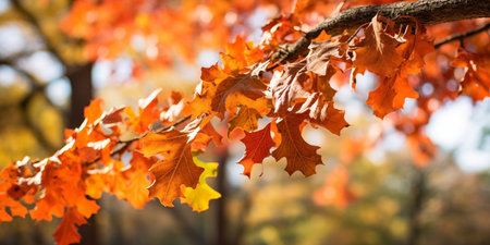 Cozy Autumn backdrop. Falling leaves backdrop. Park, nature, outdoor. Decoration Halloween backgroundの素材