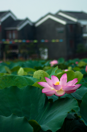 Blooming lotusの写真素材