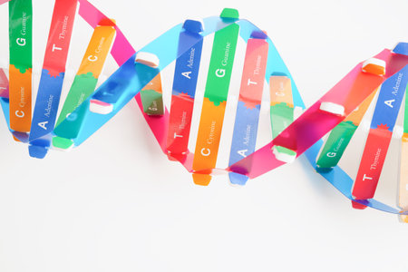 DNA molecule spiral structure model isolated on white background, chromosome and gene chemical science biology.の写真素材