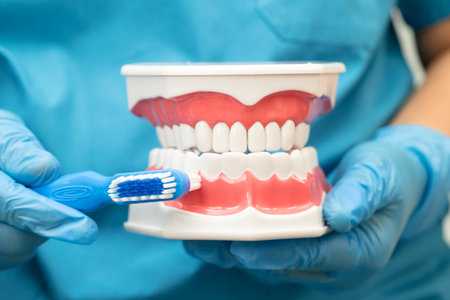 Asian dentist cleaning teeth of human dental model with tooth brush for patient and studying about dentistry.の写真素材