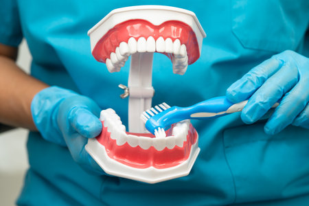 Asian dentist cleaning teeth of human dental model with tooth brush for patient and studying about dentistry.の写真素材