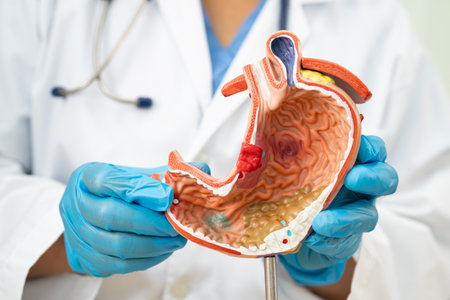 Dyspepsia or gastric disease, doctor holding stomach anatomy model for study  diagnosis and treatment in hospital.の写真素材