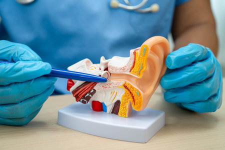 Asian doctor with ear human model to learn and treat hearing loss in patient.
