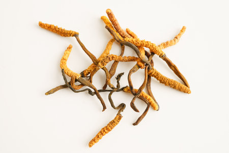 Cordyceps sinensis or Ophiocordyceps sinensis isolated on white background, mushroom herb treatment medicine.の写真素材