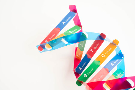 DNA molecule spiral structure model isolated on white background, chromosome and gene chemical science biology.の写真素材